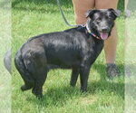 Small #1 German Shepherd Dog Mix