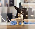 Small #2 Chihuahua Mix