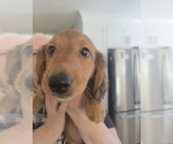 Medium Photo #2 Dachshund Puppy For Sale in TOMS RIVER, NJ, USA