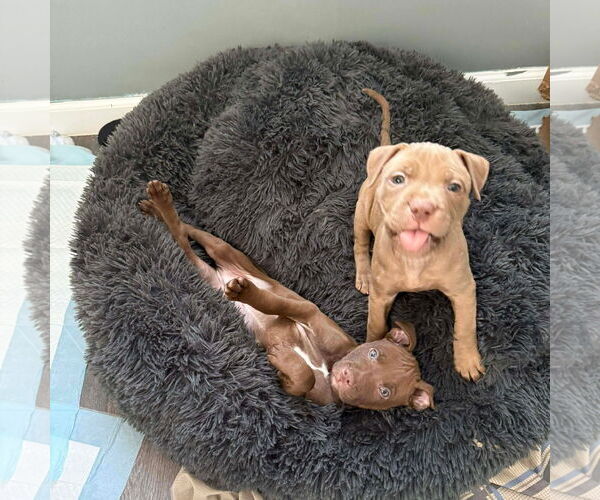 Medium Photo #4 Mutt Puppy For Sale in Rochester, NY, USA