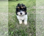 Small #37 Cavapoo-Poodle (Miniature) Mix