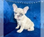 Small #14 French Bulldog