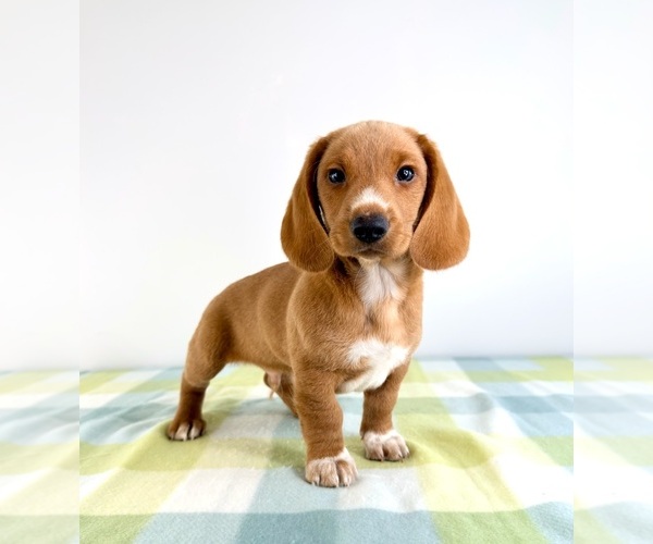 Medium Photo #5 Dorgi Puppy For Sale in GREENFIELD, IN, USA