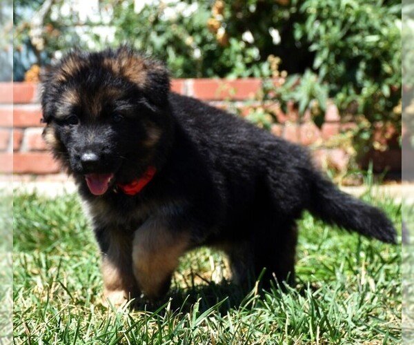 Medium Photo #15 German Shepherd Dog Puppy For Sale in MURRIETA, CA, USA