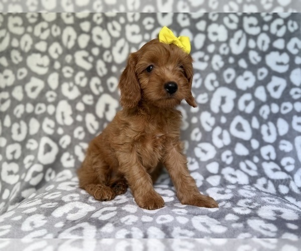 Medium Photo #7 Cavapoo (Miniature) Puppy For Sale in LAKELAND, FL, USA