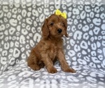 Small #6 Cavapoo (Miniature)