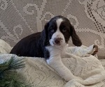 Small #1 English Springer Spaniel