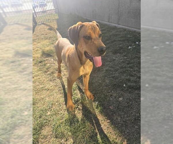 Medium Photo #1 Mastiff-Unknown Mix Puppy For Sale in Ogden, UT, USA