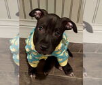 Small #1 American Pit Bull Terrier Mix