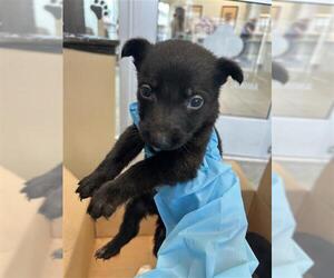 Labrador Retriever-Unknown Mix Dogs for adoption in San Antonio, TX, USA