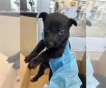 Small Labrador Retriever Mix
