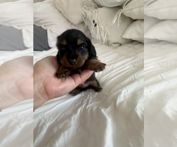 Medium Photo #5 Dachshund Puppy For Sale in SAN DIEGO, CA, USA