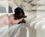 Small Photo #5 Dachshund Puppy For Sale in SAN DIEGO, CA, USA
