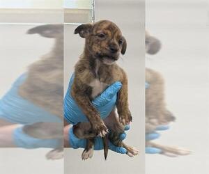 American Staffordshire Terrier-Unknown Mix Dogs for adoption in San Antonio, TX, USA