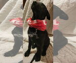 Small #16 Labrador Retriever Mix