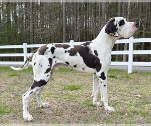 Father of the Great Dane puppies born on 03/29/2024