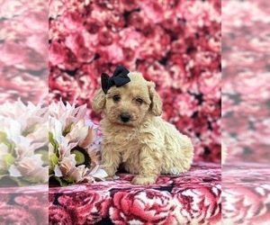 Bichpoo-Poodle (Miniature) Mix Puppy for sale in KIRKWOOD, PA, USA