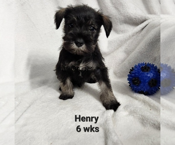 Medium Photo #4 Schnauzer (Miniature) Puppy For Sale in KOKOMO, IN, USA