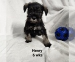 Small Photo #4 Schnauzer (Miniature) Puppy For Sale in KOKOMO, IN, USA