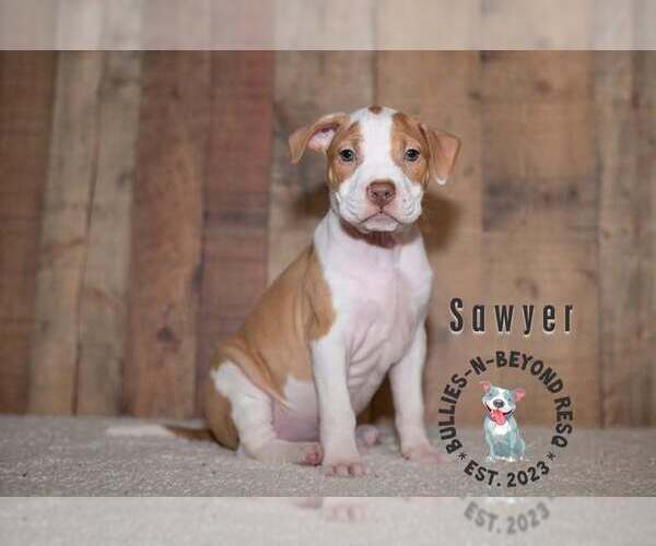 Medium Photo #2 Staffordshire Bull Terrier-Unknown Mix Puppy For Sale in Omaha, NE, USA