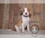 Small #1 Staffordshire Bull Terrier Mix