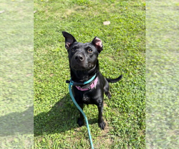 Medium Photo #3 Mutt Puppy For Sale in Pierceton , IN, USA