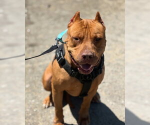 Scooby - Male Mastiff-Unknown Mix Dog for Adoption - Photo #3