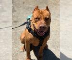 Small #2 Mastiff Mix