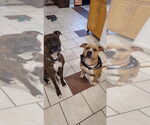 Small #15 American Pit Bull Terrier Mix
