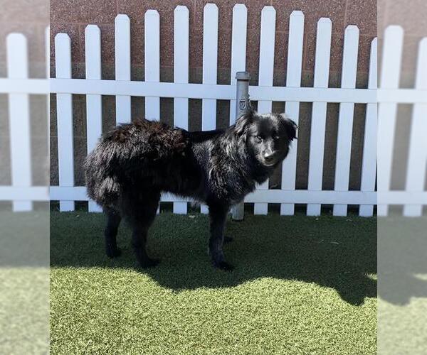 Medium Photo #1 Border Collie-Unknown Mix Puppy For Sale in Modesto, CA, USA