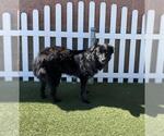 Small Border Collie Mix