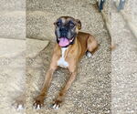Small #1 Boxer