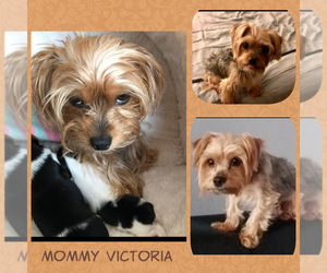Mother of the Yorkshire Terrier puppies born on 11/19/2021