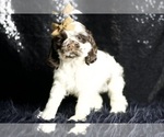 Small Photo #67 Cocker Spaniel Puppy For Sale in WARSAW, IN, USA