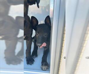 Labrador Retriever-Unknown Mix Dogs for adoption in Houston, TX, USA