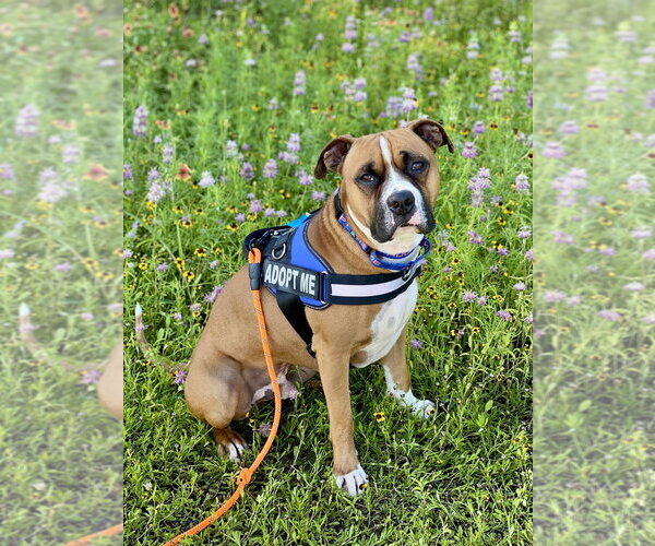 Medium Photo #23 Boxer-Unknown Mix Puppy For Sale in Austin, TX, USA