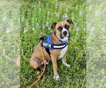 Small #22 Boxer Mix