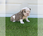 Small Photo #17 Bulldog Puppy For Sale in ATLANTA, GA, USA