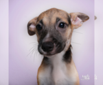 Small #2 Mutt