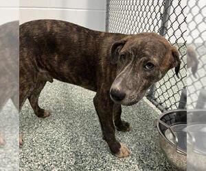 Plott Hound-Unknown Mix Dogs for adoption in Salisbury, NC, USA