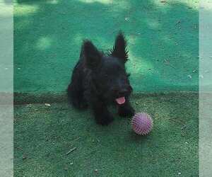 Scottish Terrier Puppy for sale in BEND, OR, USA