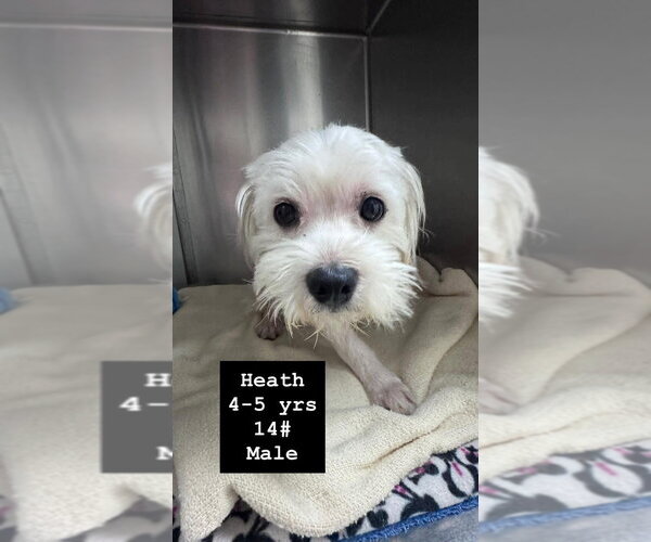 Medium Photo #3 Maltese Puppy For Sale in San Diego , CA, USA