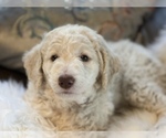 Small Photo #20 Goldendoodle Puppy For Sale in DAVIS, CA, USA