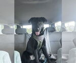Small #2 Labrador Retriever Mix