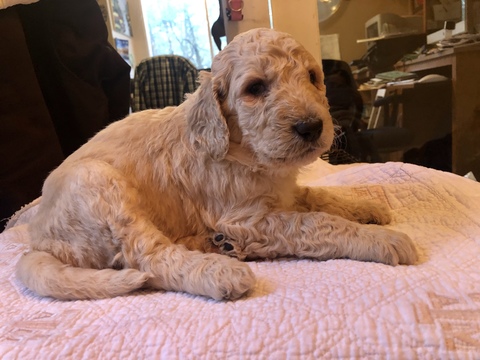 Medium Photo #4 Labradoodle Puppy For Sale in KATY, TX, USA
