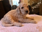 Small Photo #4 Labradoodle Puppy For Sale in KATY, TX, USA