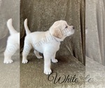 Small Photo #43 Labrador Retriever Puppy For Sale in MURRIETA, CA, USA