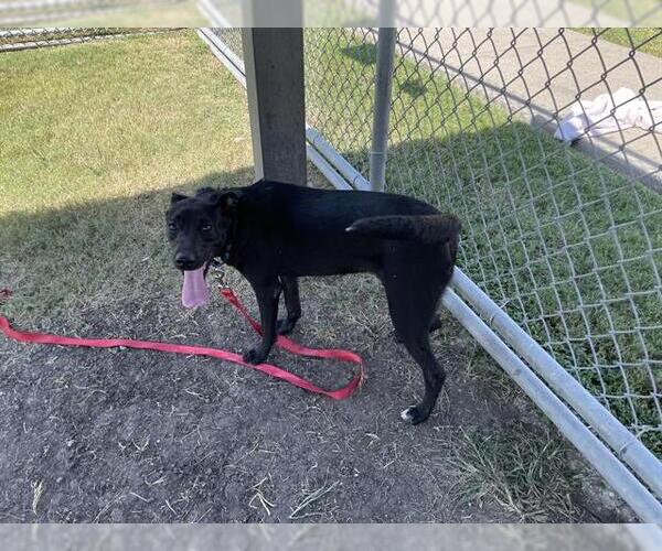Medium Photo #3 Labrador Retriever-Unknown Mix Puppy For Sale in Corpus Christi, TX, USA