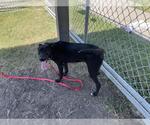 Small #2 Labrador Retriever Mix