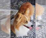 Small Photo #4 Pembroke Welsh Corgi Puppy For Sale in LUTHER, OK, USA